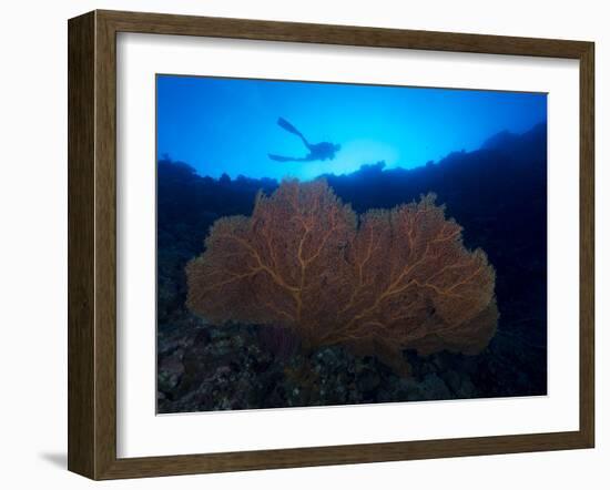 Giant Sea Fan and Diver in Palau-Eric Peter Black-Framed Photographic Print