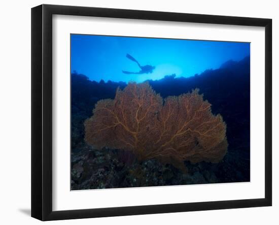 Giant Sea Fan and Diver in Palau-Eric Peter Black-Framed Photographic Print