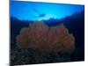 Giant Sea Fan and Diver in Palau-Eric Peter Black-Mounted Photographic Print