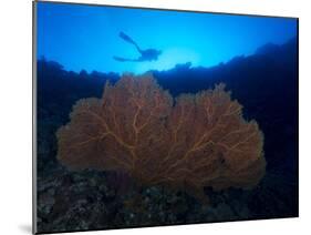 Giant Sea Fan and Diver in Palau-Eric Peter Black-Mounted Photographic Print