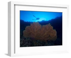 Giant Sea Fan and Diver in Palau-Eric Peter Black-Framed Photographic Print