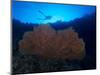 Giant Sea Fan and Diver in Palau-Eric Peter Black-Mounted Photographic Print