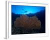 Giant Sea Fan and Diver in Palau-Eric Peter Black-Framed Photographic Print