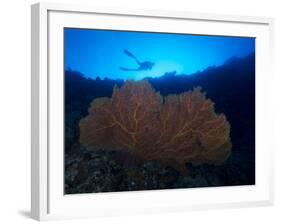 Giant Sea Fan and Diver in Palau-Eric Peter Black-Framed Photographic Print