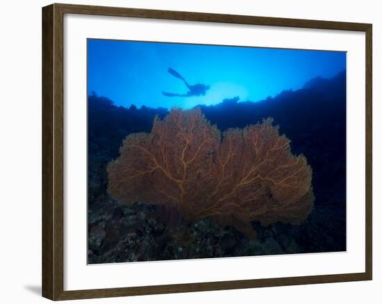 Giant Sea Fan and Diver in Palau-Eric Peter Black-Framed Photographic Print