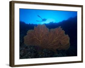 Giant Sea Fan and Diver in Palau-Eric Peter Black-Framed Photographic Print