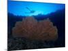 Giant Sea Fan and Diver in Palau-Eric Peter Black-Mounted Photographic Print