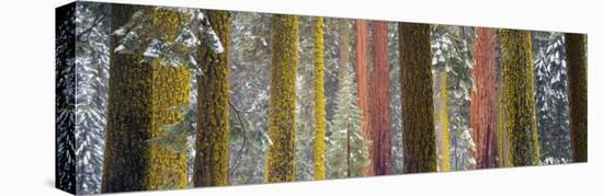 Giant Sequoia, California, USA-null-Stretched Canvas