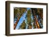 Giant Sequoia in the Mariposa Grove, Yosemite National Park, California, USA-Russ Bishop-Framed Photographic Print