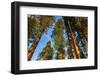 Giant Sequoia in the Mariposa Grove, Yosemite National Park, California, USA-Russ Bishop-Framed Photographic Print