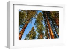 Giant Sequoia in the Mariposa Grove, Yosemite National Park, California, USA-Russ Bishop-Framed Photographic Print