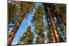 Giant Sequoia in the Mariposa Grove, Yosemite National Park, California, USA-Russ Bishop-Mounted Photographic Print