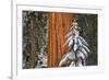 Giant Sequoia in winter, Giant Forest, Sequoia National Park, California, USA-Russ Bishop-Framed Premium Photographic Print