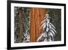 Giant Sequoia in winter, Giant Forest, Sequoia National Park, California, USA-Russ Bishop-Framed Premium Photographic Print