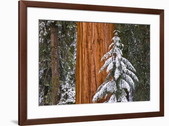 Giant Sequoia in winter, Giant Forest, Sequoia National Park, California, USA-Russ Bishop-Framed Premium Photographic Print