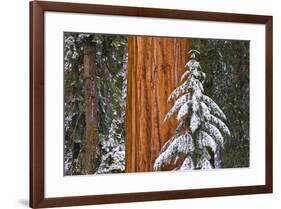 Giant Sequoia in winter, Giant Forest, Sequoia National Park, California, USA-Russ Bishop-Framed Premium Photographic Print