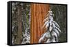 Giant Sequoia in winter, Giant Forest, Sequoia National Park, California, USA-Russ Bishop-Framed Stretched Canvas