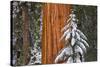 Giant Sequoia in winter, Giant Forest, Sequoia National Park, California, USA-Russ Bishop-Stretched Canvas