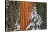 Giant Sequoia in winter, Giant Forest, Sequoia National Park, California, USA-Russ Bishop-Stretched Canvas