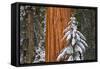 Giant Sequoia in winter, Giant Forest, Sequoia National Park, California, USA-Russ Bishop-Framed Stretched Canvas