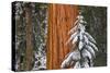 Giant Sequoia in winter, Giant Forest, Sequoia National Park, California, USA-Russ Bishop-Stretched Canvas