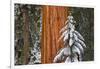 Giant Sequoia in winter, Giant Forest, Sequoia National Park, California, USA-Russ Bishop-Framed Photographic Print