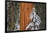 Giant Sequoia in winter, Giant Forest, Sequoia National Park, California, USA-Russ Bishop-Framed Photographic Print