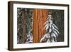 Giant Sequoia in winter, Giant Forest, Sequoia National Park, California, USA-Russ Bishop-Framed Photographic Print