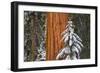 Giant Sequoia in winter, Giant Forest, Sequoia National Park, California, USA-Russ Bishop-Framed Photographic Print