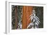 Giant Sequoia in winter, Giant Forest, Sequoia National Park, California, USA-Russ Bishop-Framed Photographic Print