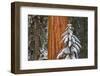 Giant Sequoia in winter, Giant Forest, Sequoia National Park, California, USA-Russ Bishop-Framed Photographic Print