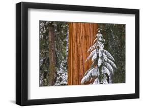 Giant Sequoia in winter, Giant Forest, Sequoia National Park, California, USA-Russ Bishop-Framed Photographic Print