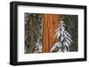 Giant Sequoia in winter, Giant Forest, Sequoia National Park, California, USA-Russ Bishop-Framed Photographic Print