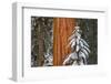 Giant Sequoia in winter, Giant Forest, Sequoia National Park, California, USA-Russ Bishop-Framed Photographic Print