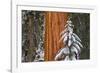 Giant Sequoia in winter, Giant Forest, Sequoia National Park, California, USA-Russ Bishop-Framed Photographic Print