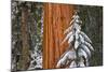 Giant Sequoia in winter, Giant Forest, Sequoia National Park, California, USA-Russ Bishop-Mounted Photographic Print