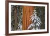 Giant Sequoia in winter, Giant Forest, Sequoia National Park, California, USA-Russ Bishop-Framed Photographic Print