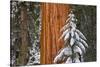 Giant Sequoia in winter, Giant Forest, Sequoia National Park, California, USA-Russ Bishop-Stretched Canvas