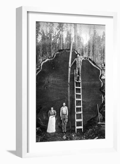Giant Sequoia Log-null-Framed Art Print