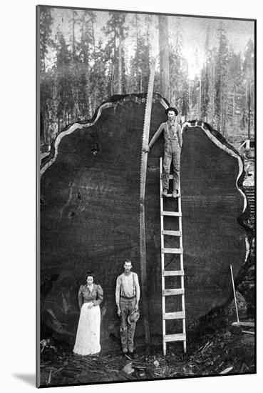 Giant Sequoia Log-null-Mounted Art Print