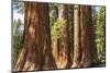 Giant Sequoia, Mariposa Grove, Yosemite National Park, UNESCO World Heritage Site, California-Markus Lange-Mounted Photographic Print