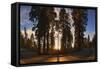 Giant Sequoia National Park at Sunset.-Jon Hicks-Framed Stretched Canvas