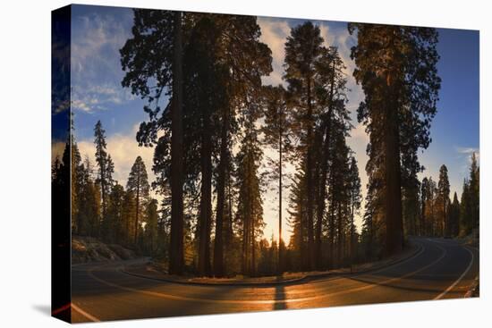 Giant Sequoia National Park at Sunset.-Jon Hicks-Stretched Canvas
