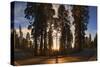 Giant Sequoia National Park at Sunset.-Jon Hicks-Stretched Canvas