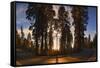 Giant Sequoia National Park at Sunset.-Jon Hicks-Framed Stretched Canvas