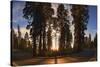 Giant Sequoia National Park at Sunset.-Jon Hicks-Stretched Canvas