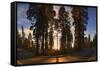 Giant Sequoia National Park at Sunset.-Jon Hicks-Framed Stretched Canvas