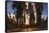 Giant Sequoia National Park at Sunset.-Jon Hicks-Framed Stretched Canvas