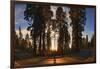 Giant Sequoia National Park at Sunset.-Jon Hicks-Framed Photographic Print