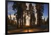 Giant Sequoia National Park at Sunset.-Jon Hicks-Framed Photographic Print